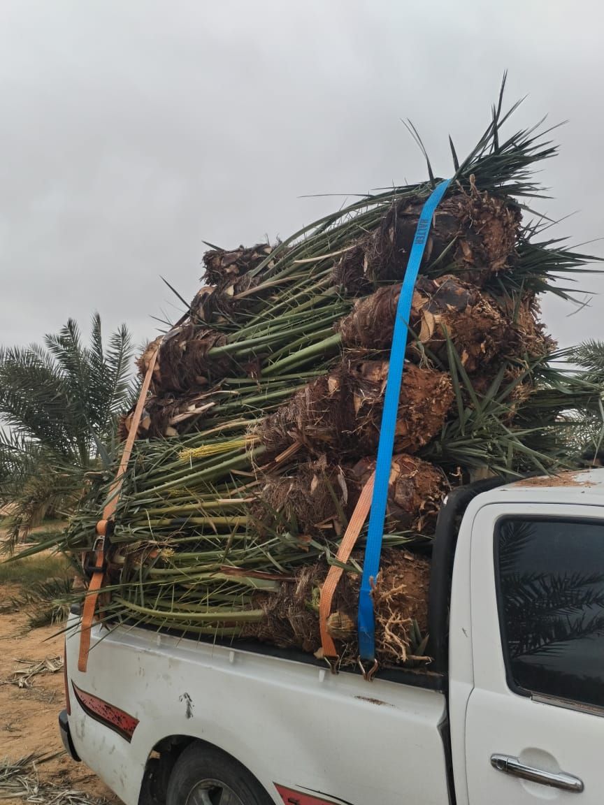 يوجد لدينا فسايل نخيل عربي مثمره جميع الانواع متوف