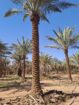 يوجد نخيل طويل للبيع بجميع أنواعه واجميع مقاساته