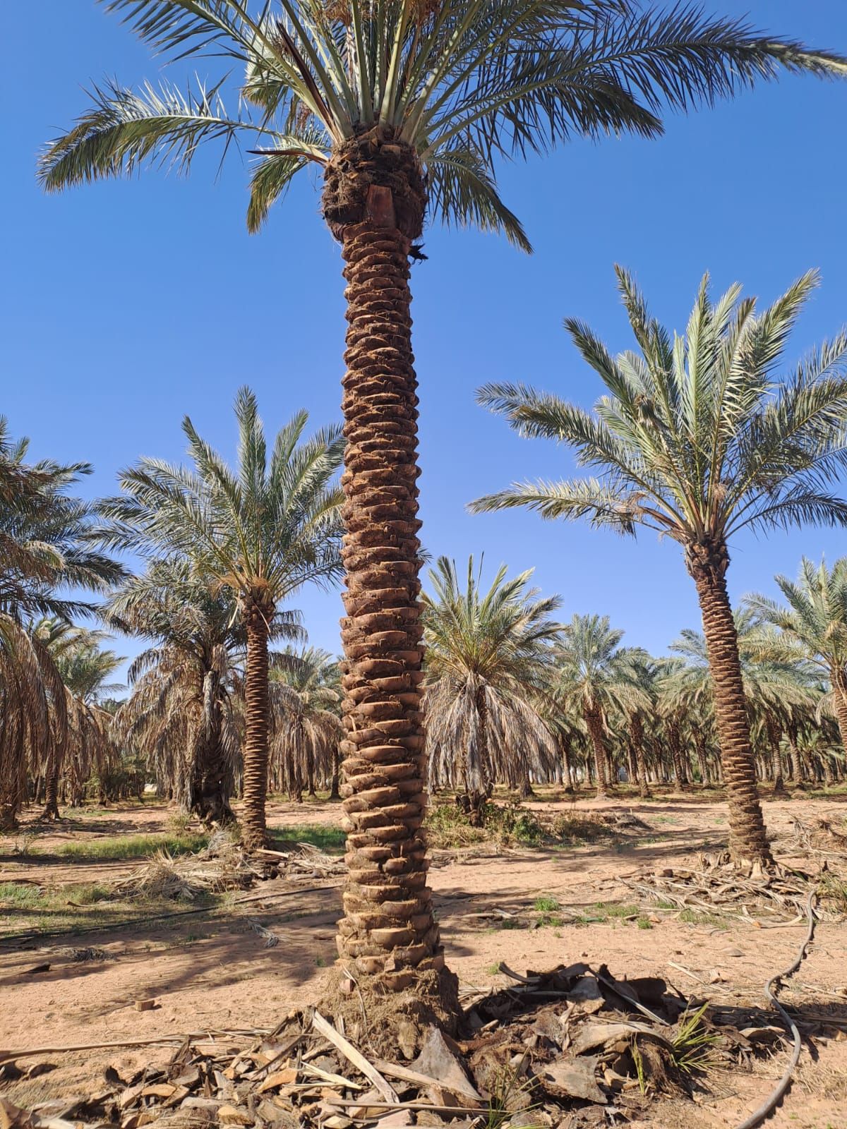 يوجد نخيل طويل للبيع بجميع أنواعه واجميع مقاساته