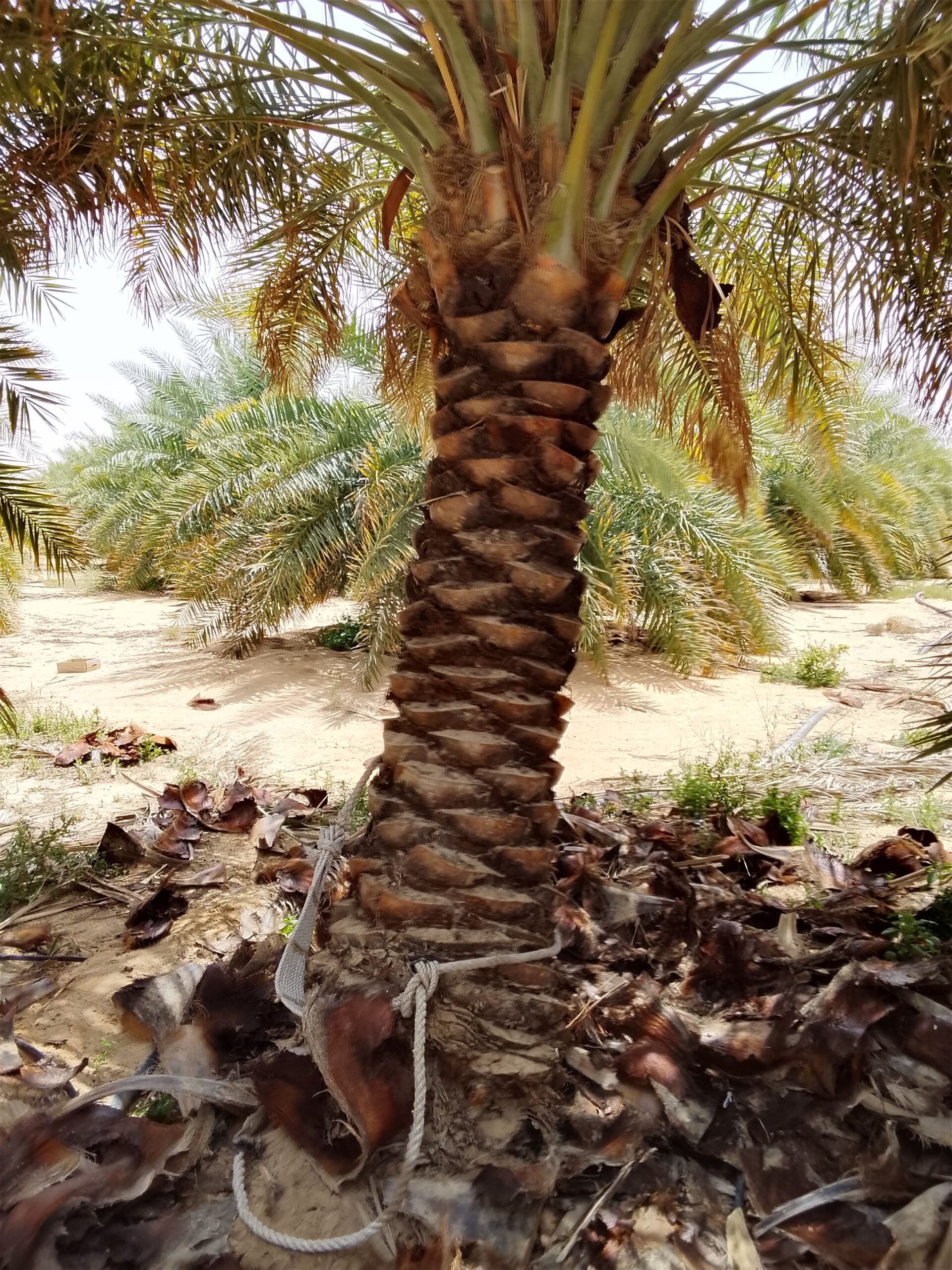 أبو عبد العزيز لجميع أعمال النخيل تكريب وتنظيف