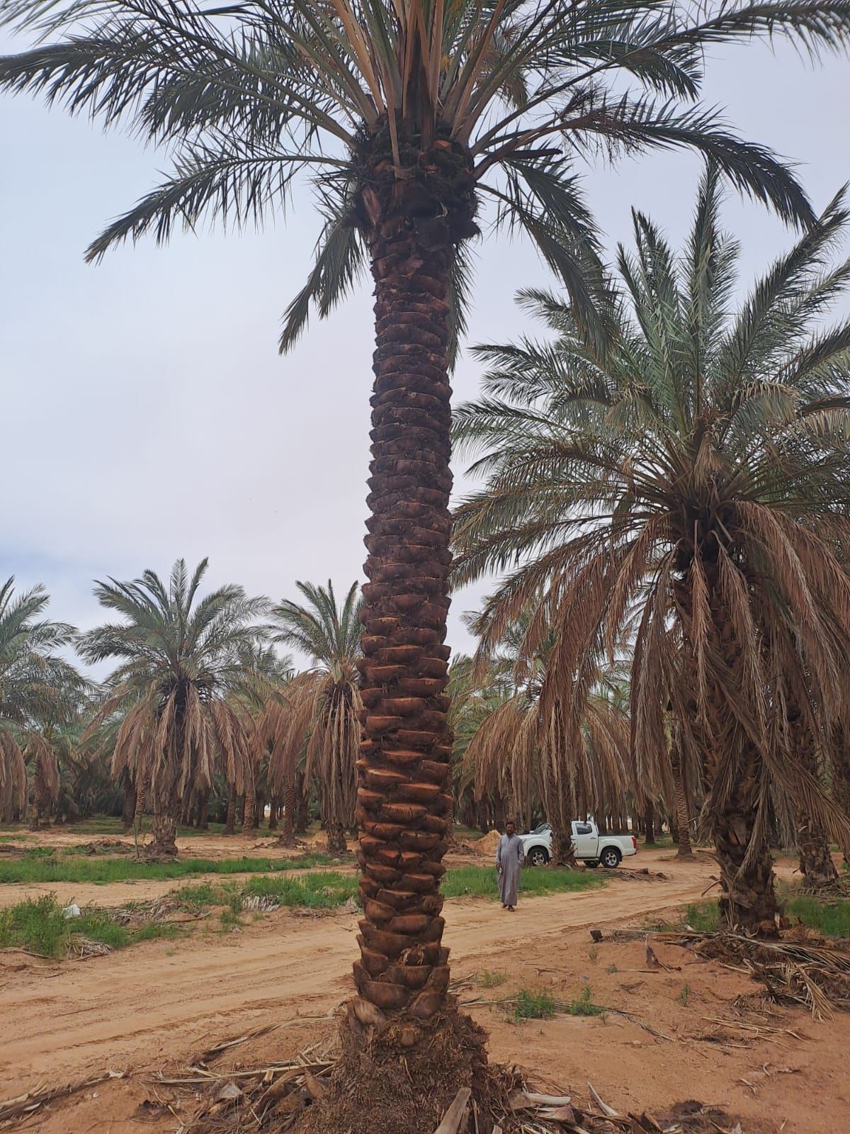 يوجد نخيل طويل للبيع بجميع أنواعه واجميع مقاساته