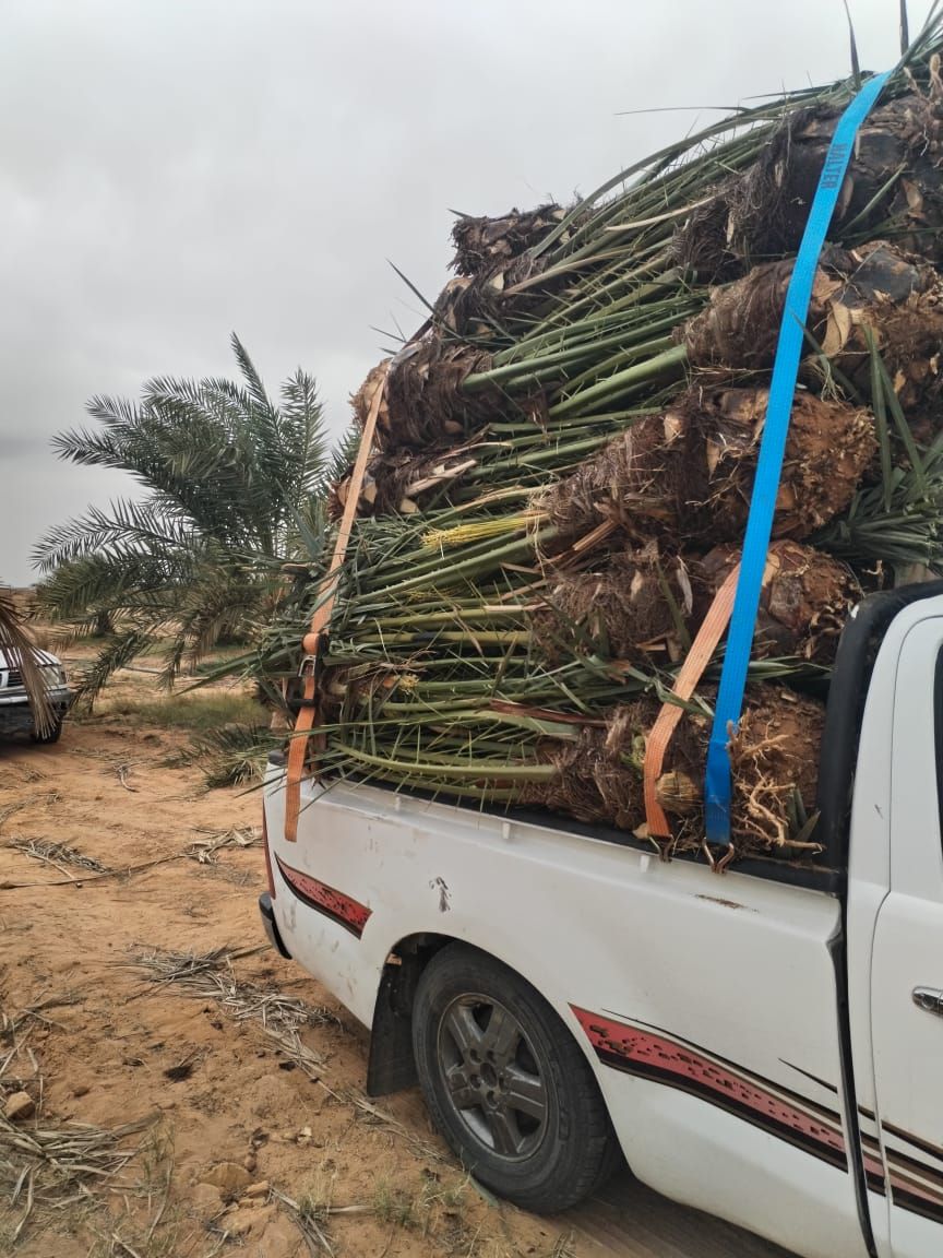 يوجد لدينا فسايل نخيل عربي مثمره جميع الانواع متوف