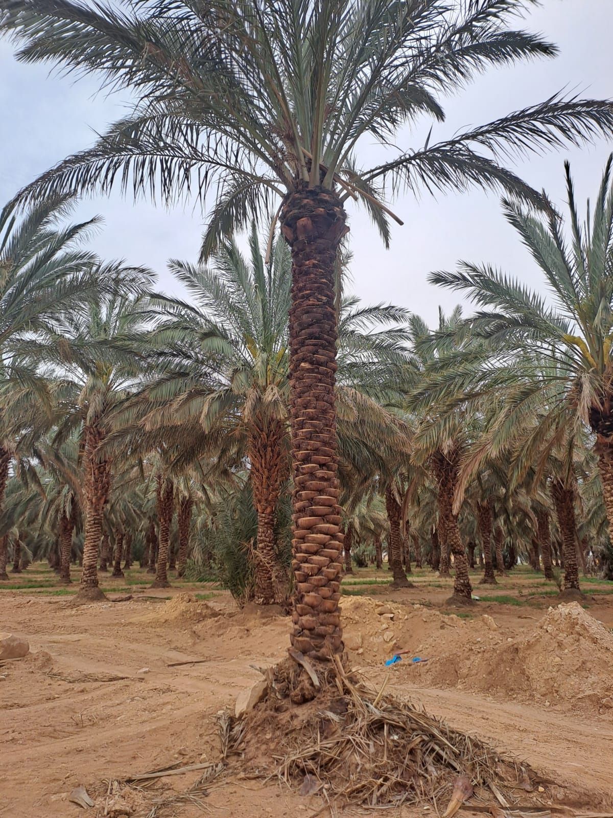 يوجد نخيل طويل للبيع بجميع أنواعه واجميع مقاساته