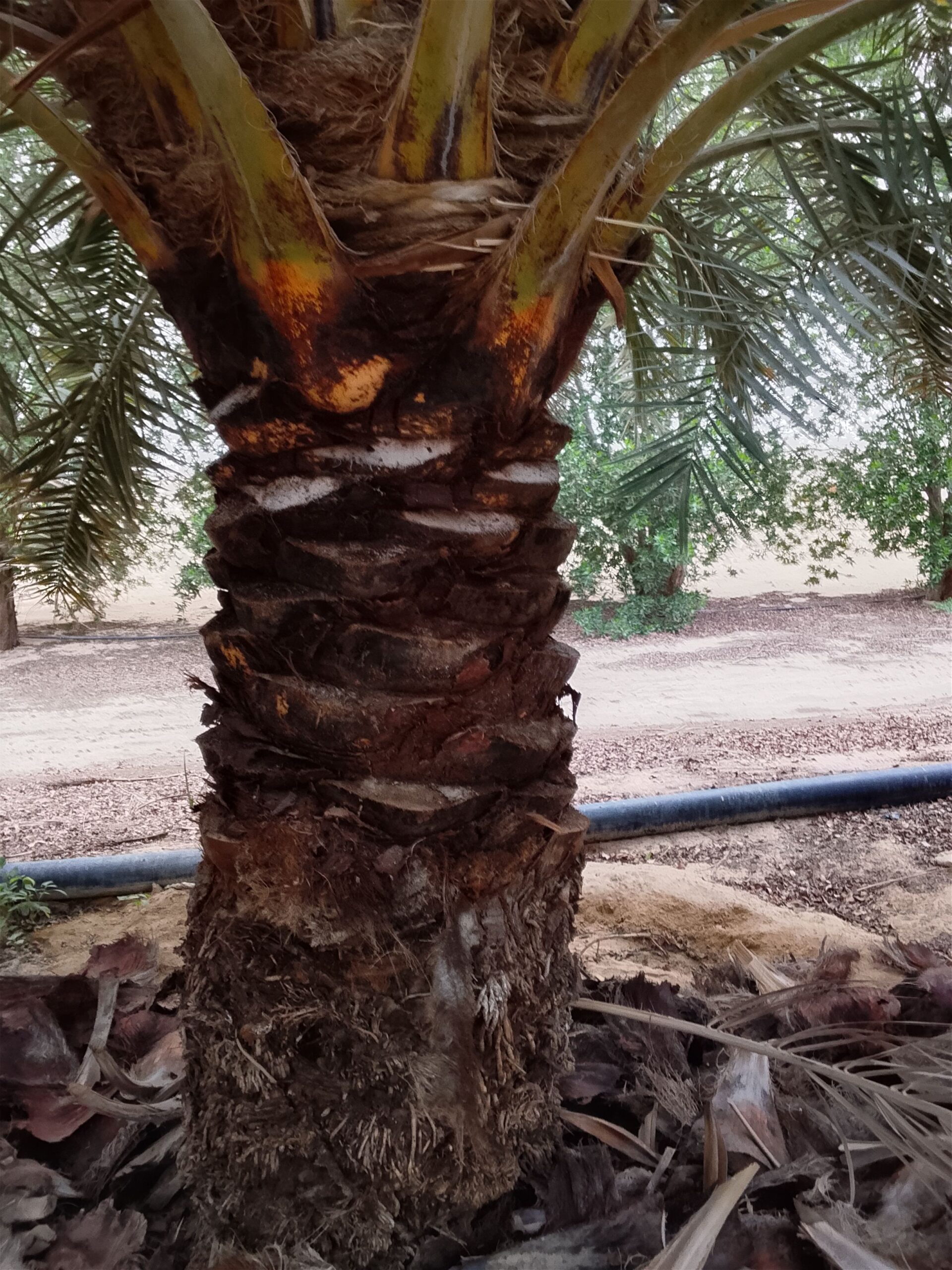 أبو عبد العزيز لجميع أعمال النخيل تكريب وتنظيف