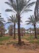 يوجد نخيل طويل للبيع بجميع أنواعه واجميع مقاساته