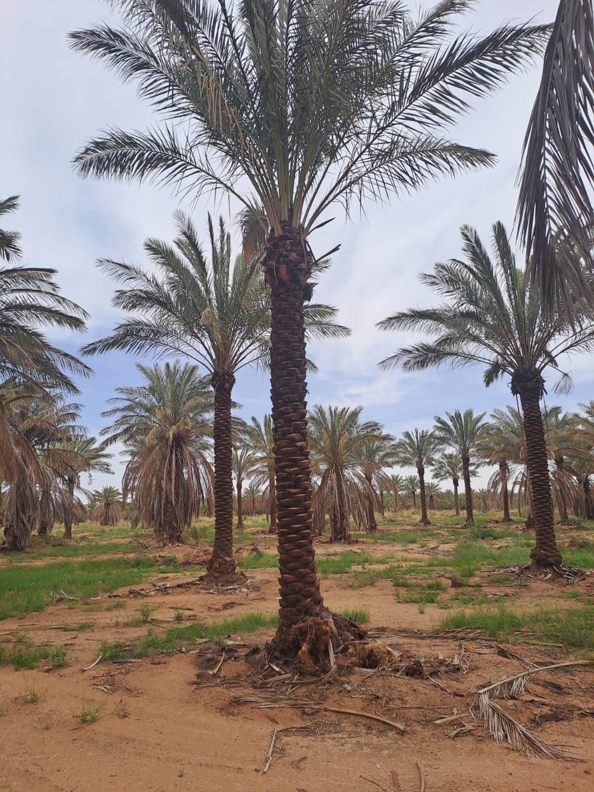 يوجد نخيل طويل للبيع بجميع أنواعه واجميع مقاساته