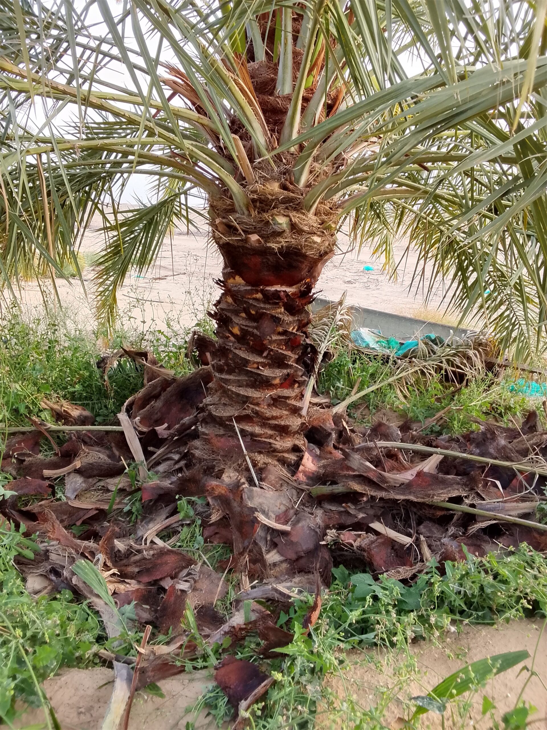 أبو عبد العزيز لجميع أعمال النخيل تكريب وتنظيف