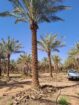 يوجد نخيل طويل للبيع بجميع أنواعه واجميع مقاساته