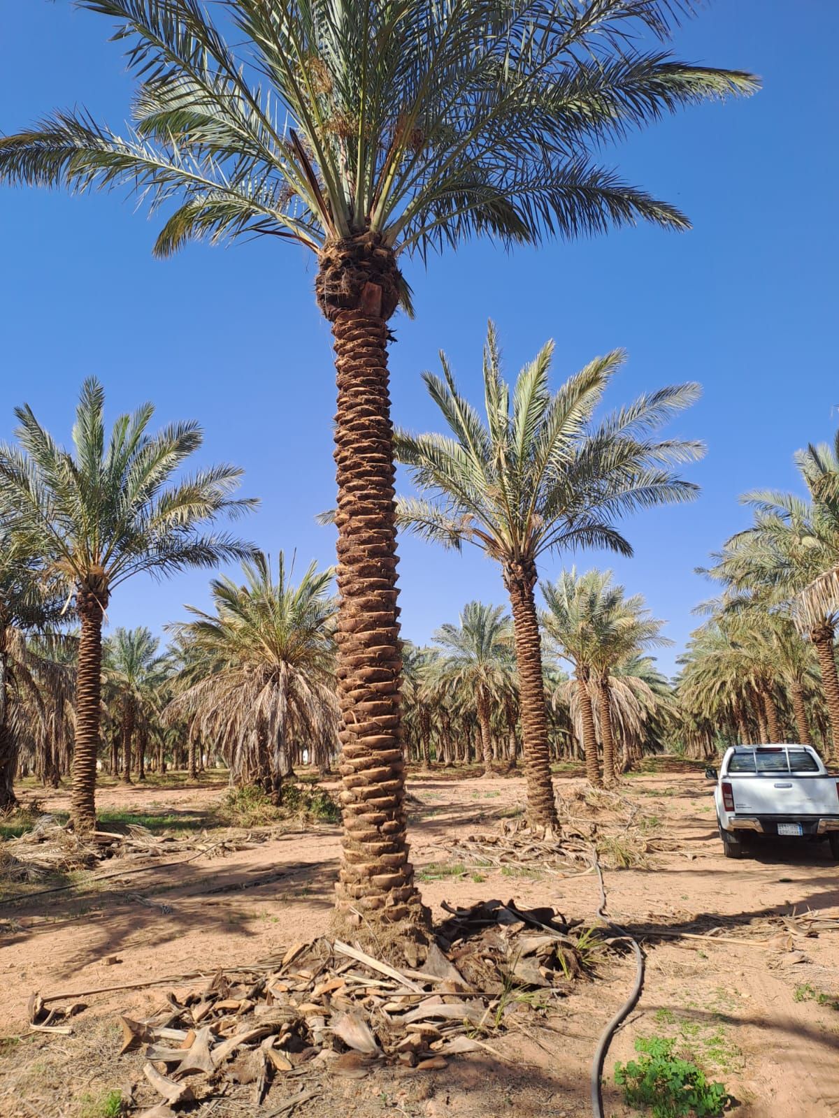 يوجد نخيل طويل للبيع بجميع أنواعه واجميع مقاساته