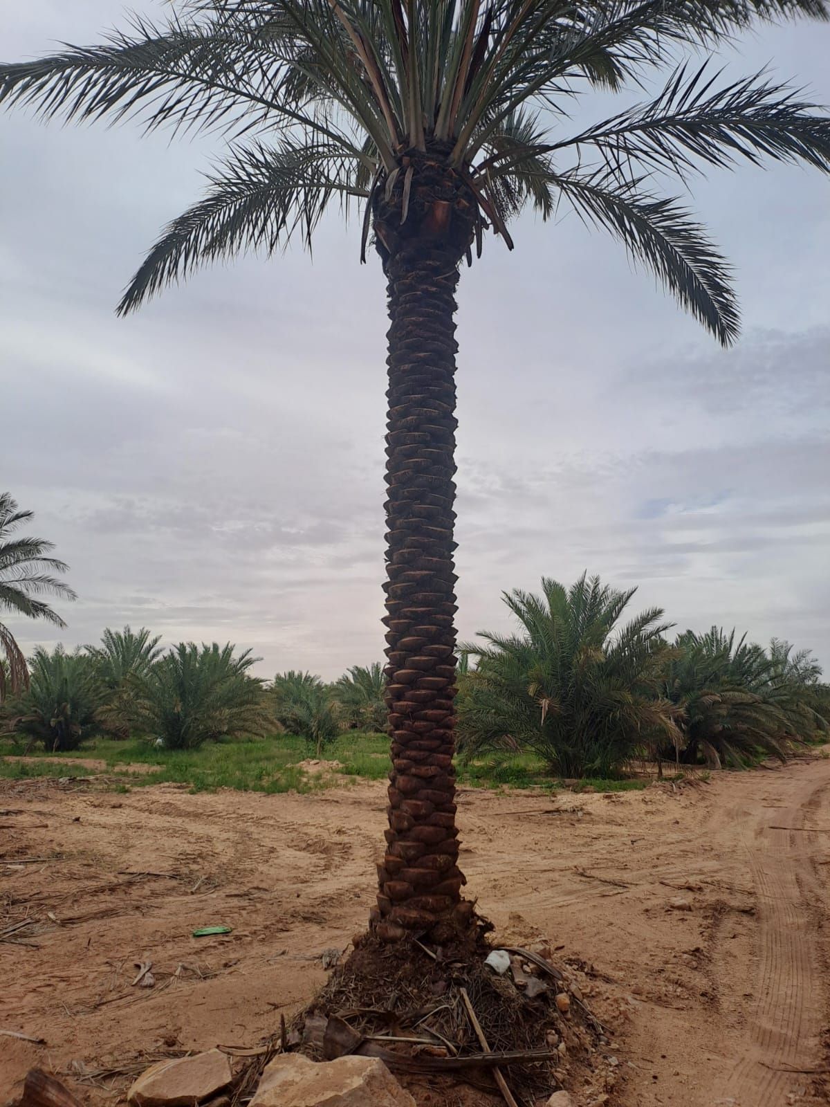 يوجد نخيل طويل للبيع بجميع أنواعه واجميع مقاساته