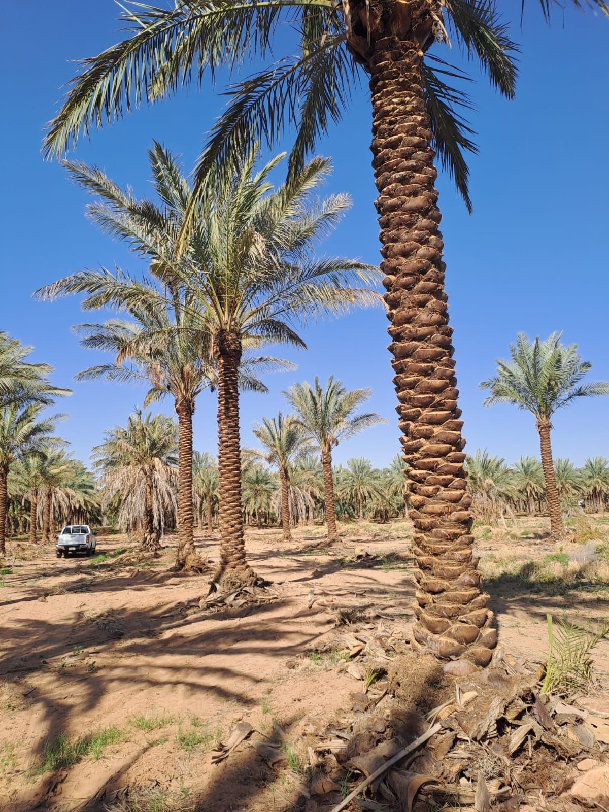 يوجد نخيل طويل للبيع بجميع أنواعه واجميع مقاساته