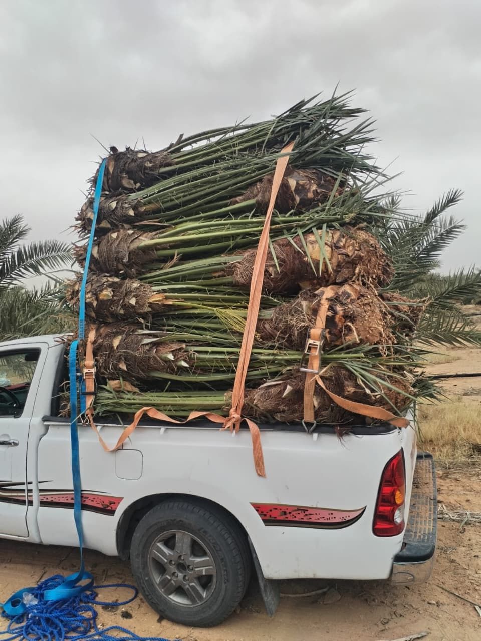 يوجد لدينا فسايل نخيل عربي مثمره جميع الانواع متوف