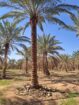 يوجد نخيل طويل للبيع بجميع أنواعه واجميع مقاساته