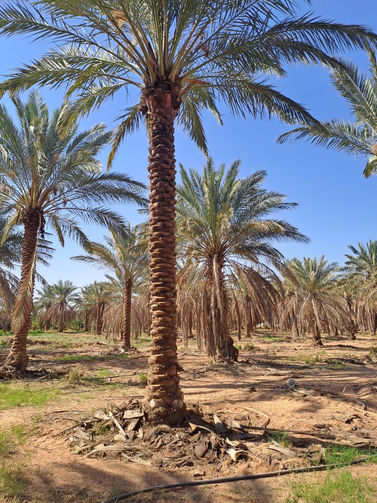 يوجد نخيل طويل للبيع بجميع أنواعه واجميع مقاساته