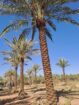 يوجد نخيل طويل للبيع بجميع أنواعه واجميع مقاساته