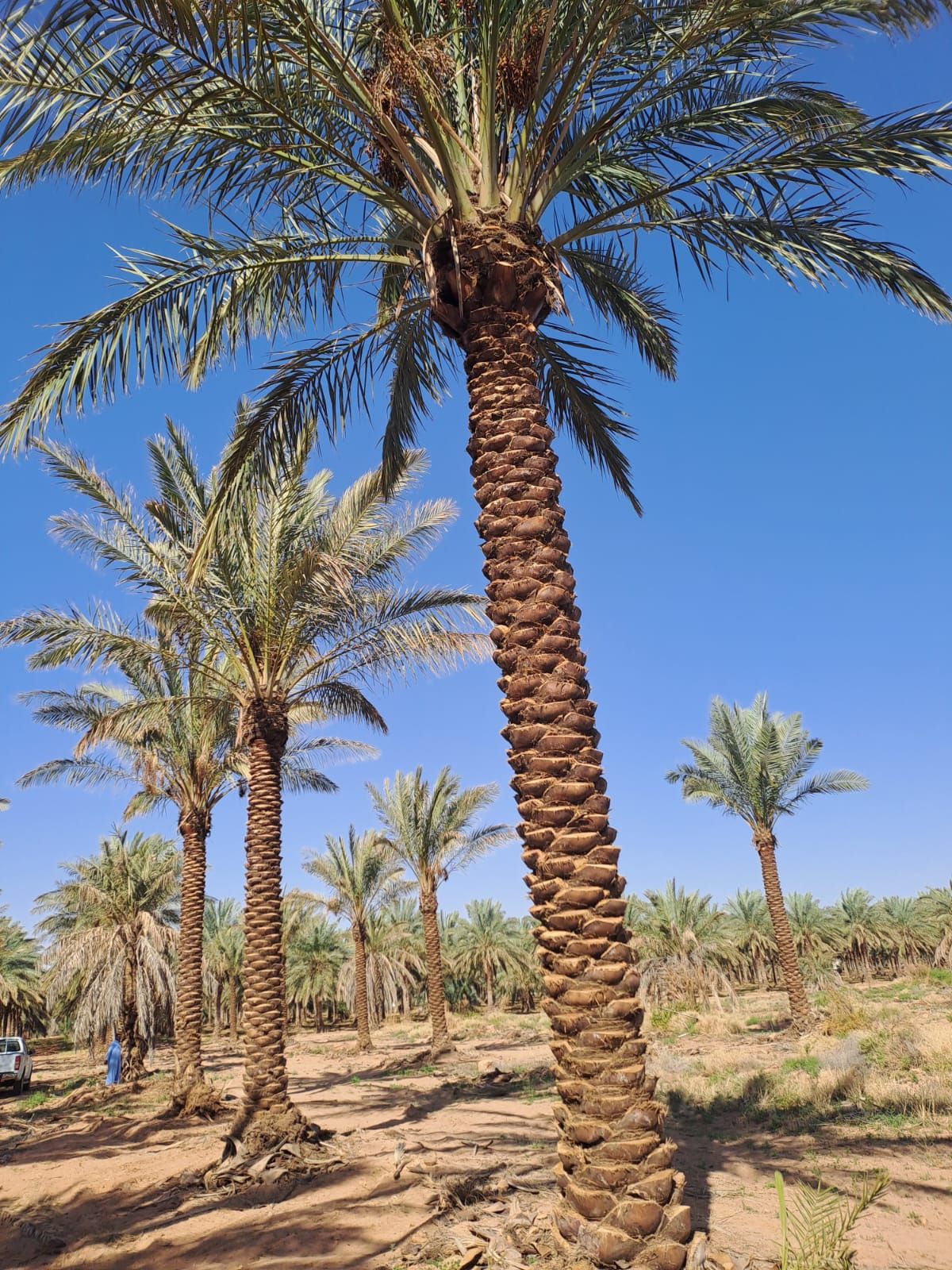 يوجد نخيل طويل للبيع بجميع أنواعه واجميع مقاساته