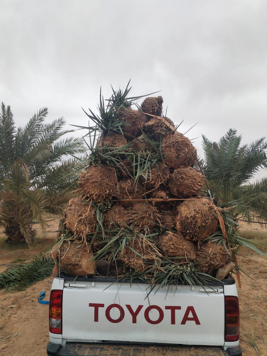 يوجد لدينا فسايل نخيل عربي مثمره جميع الانواع متوف