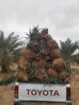 يوجد لدينا فسايل نخيل عربي مثمره جميع الانواع متوف