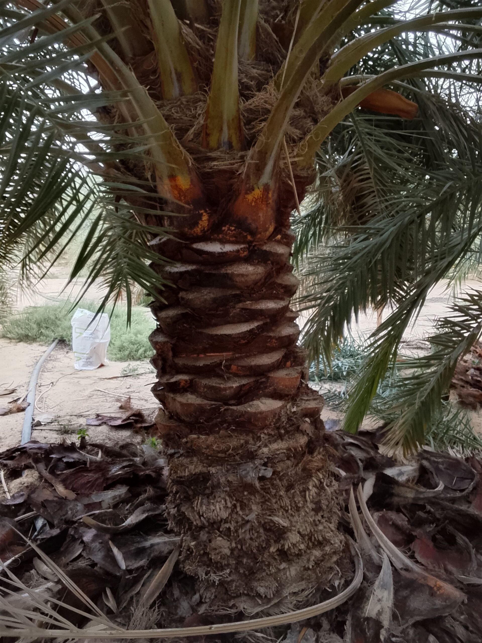 أبو عبد العزيز لجميع أعمال النخيل تكريب وتنظيف