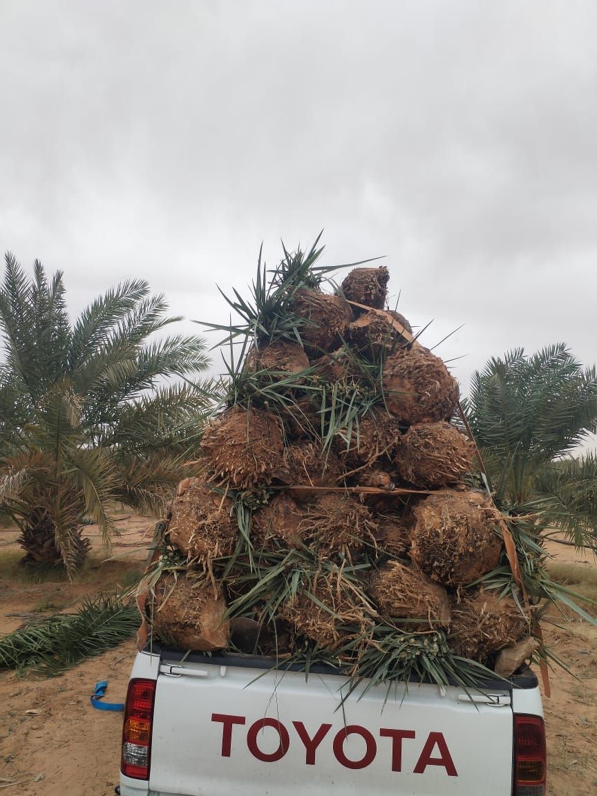 يوجد لدينا فسايل نخيل عربي مثمره جميع الانواع متوف