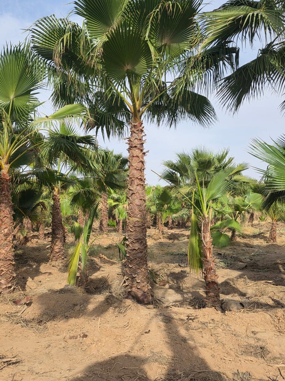 زراعة نخيل زينه