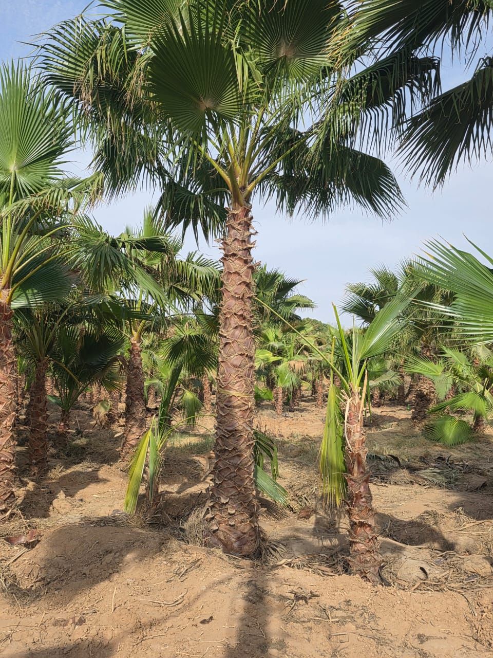 زراعة نخيل زينه
