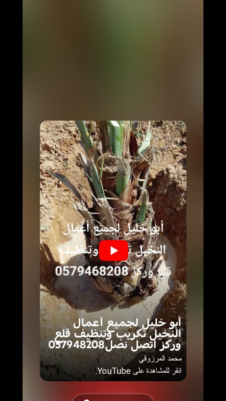 أبو عزيز لجميع أعمال النخيل تكريب وتنظيف