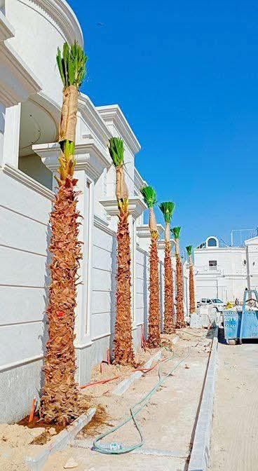 الرياض