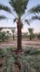 الرياض