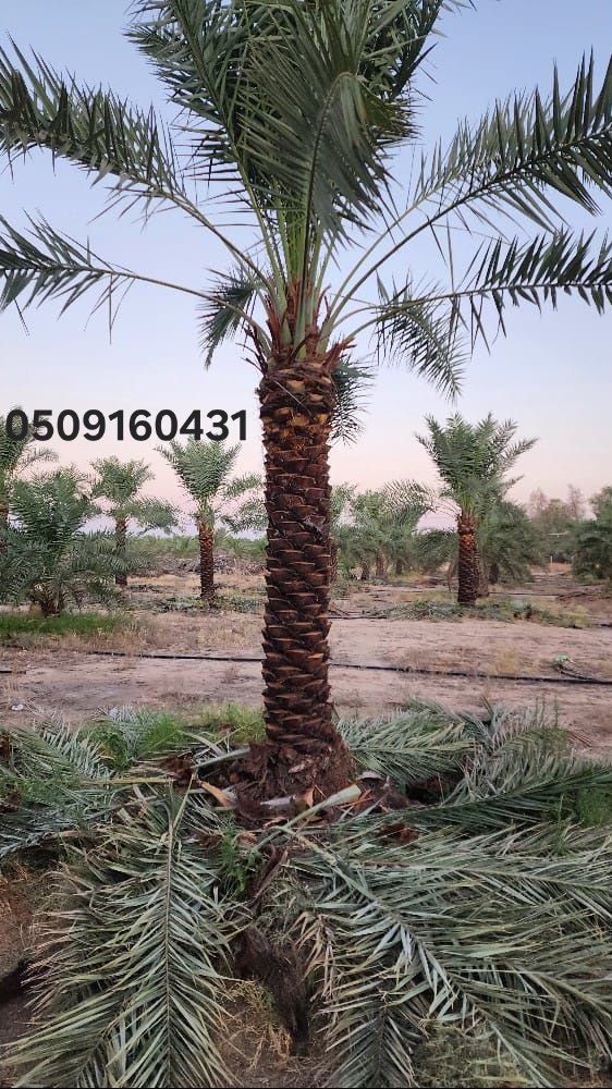 الرياض