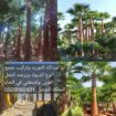 الرياض