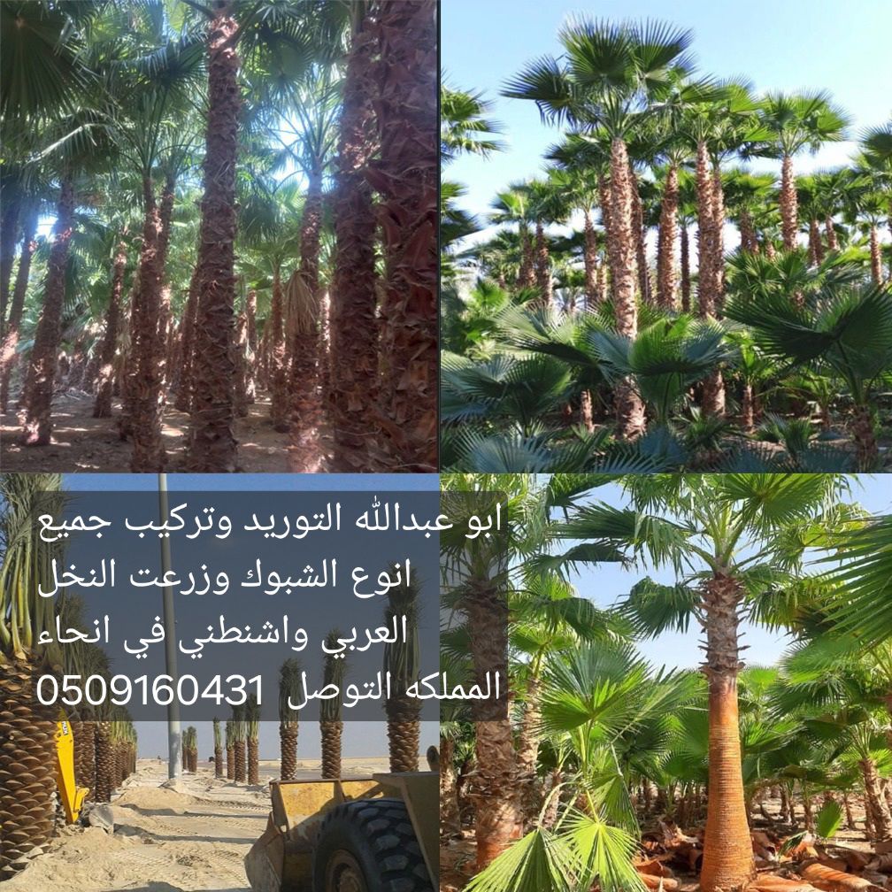 الرياض