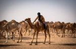 عامل تربية مواشي الجنسية سوداني ابحث عن عمل