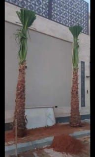 الرياض