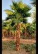 الرياض