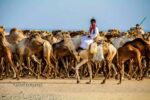 عامل تربية مواشي الجنسية سوداني ابحث عن عمل