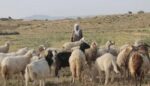 عامل تربية مواشي الجنسية سوداني ابحث عن عمل