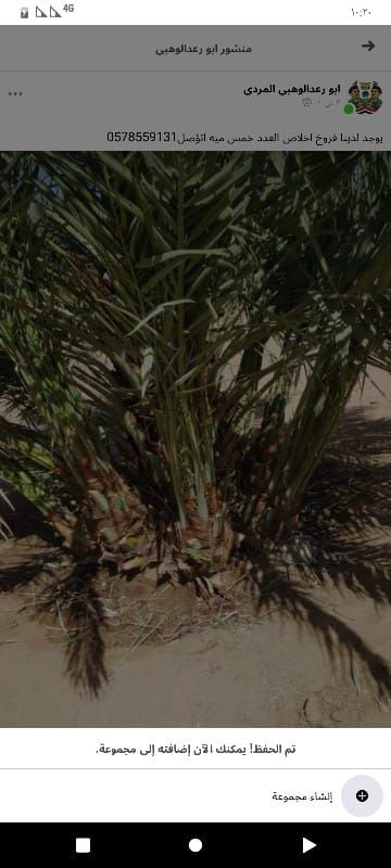 الرياض