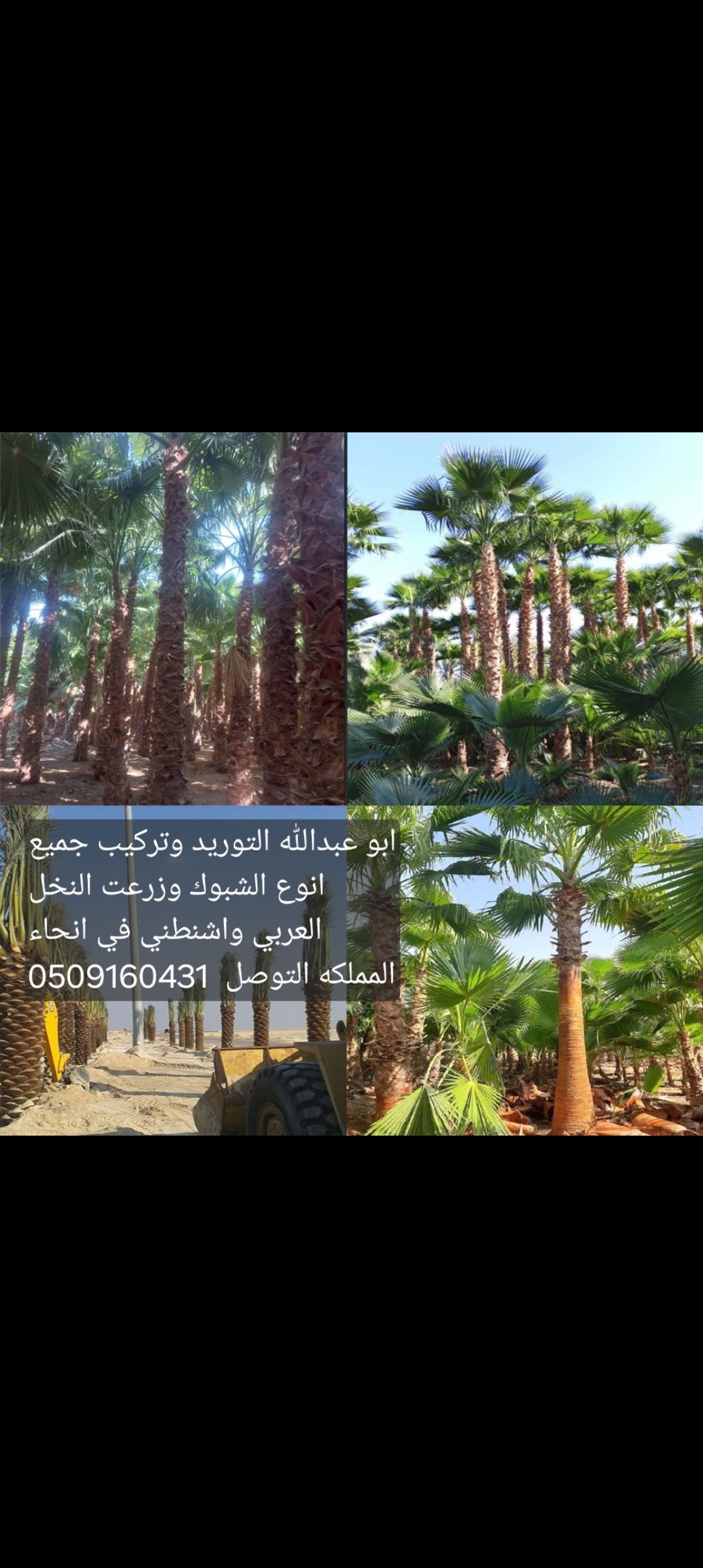 الرياض
