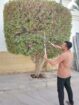قص شجر ونظافه وترتيب وتقريب نخل
