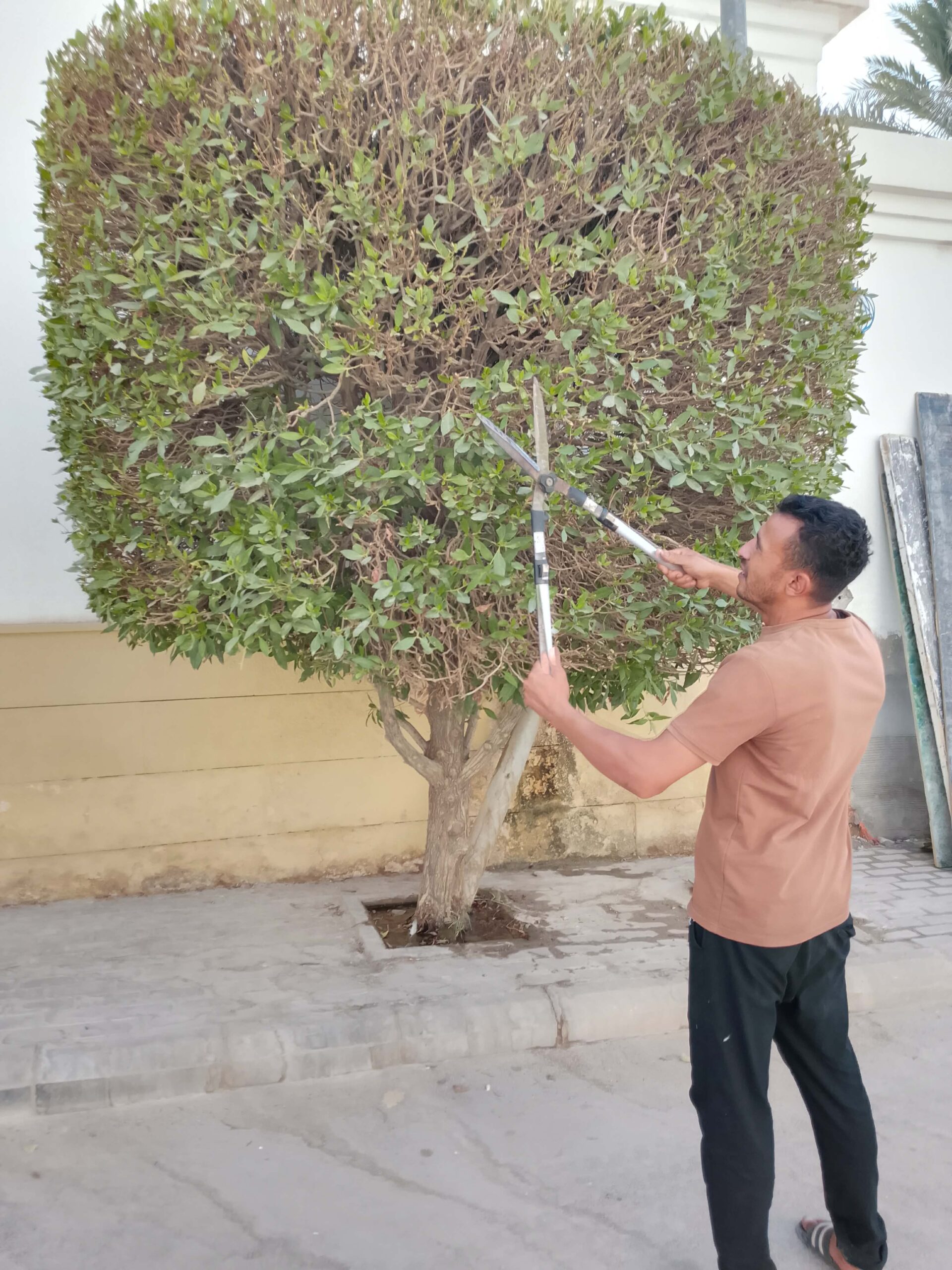 قص شجر ونظافه وترتيب وتقريب نخل