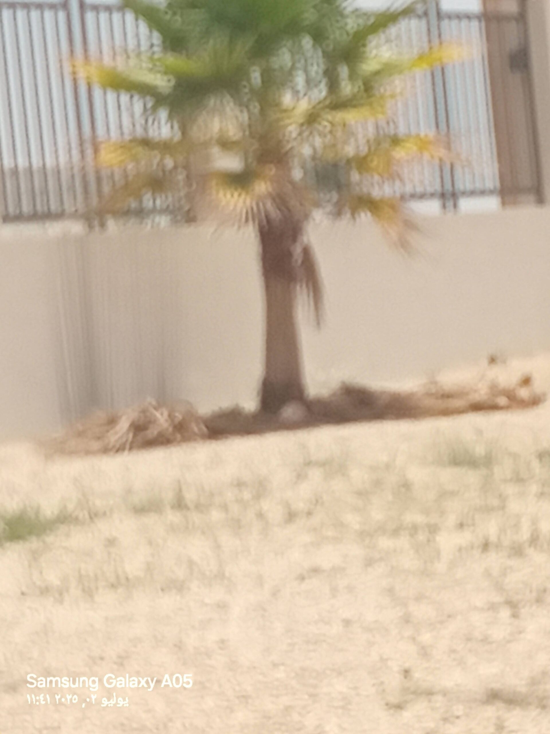 قص الأشخاص والنخيل وتزنها وتكريب النخل الوشنطن وال