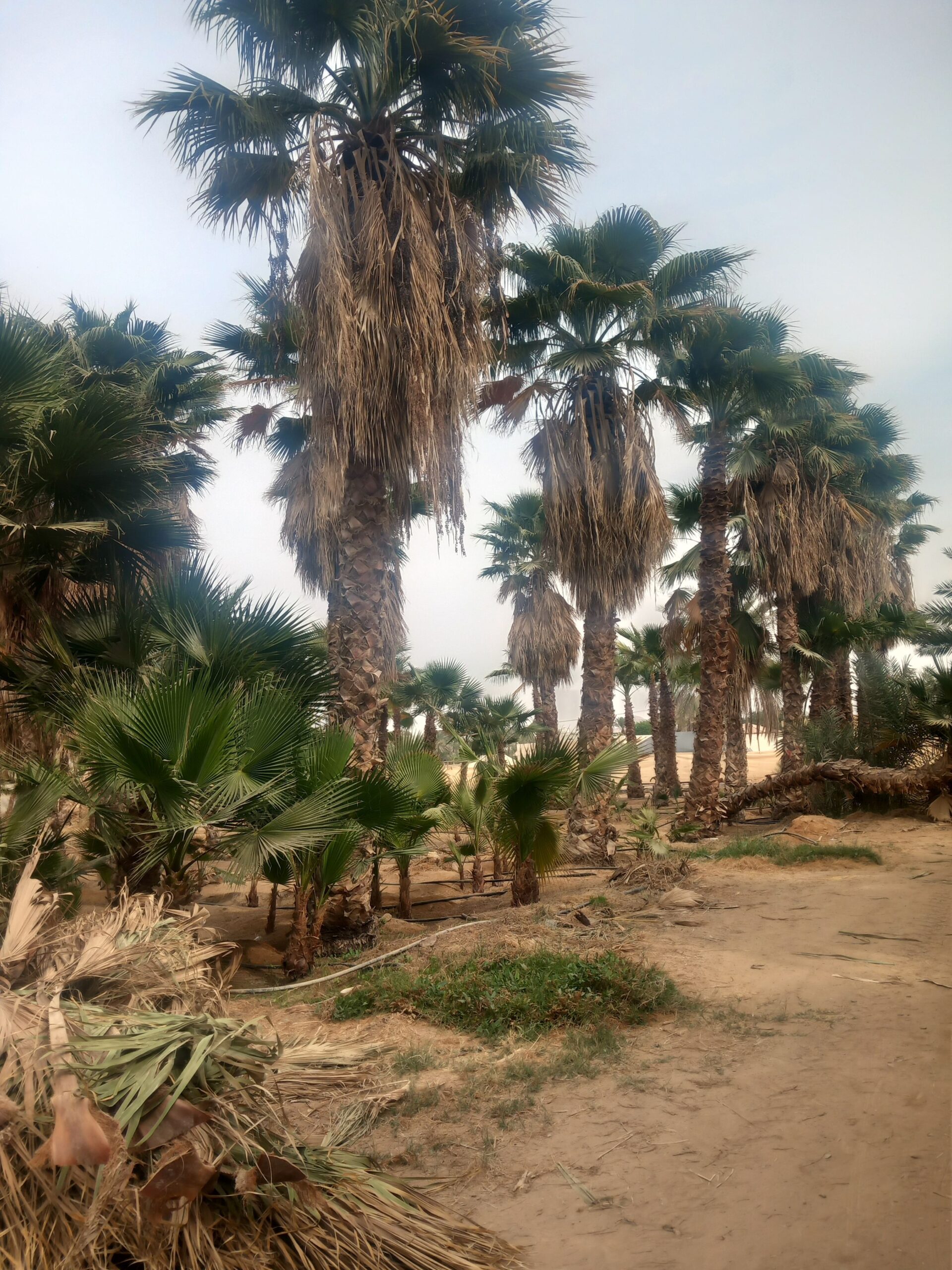 الرياض