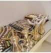 قهوجيين صبابين شمال الرياض