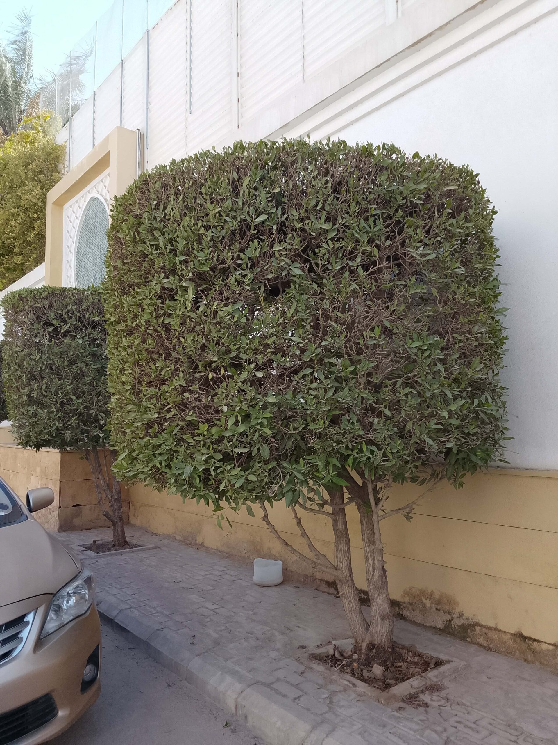 قص شجر ونظافه وترتيب وتقريب نخل