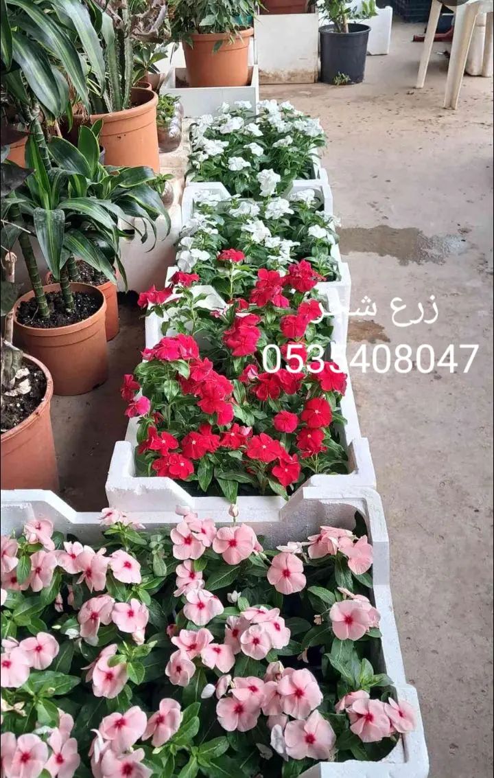 قص شجر ونظافه وترتيب