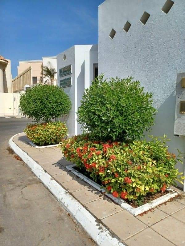 جده