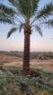 الرياض
