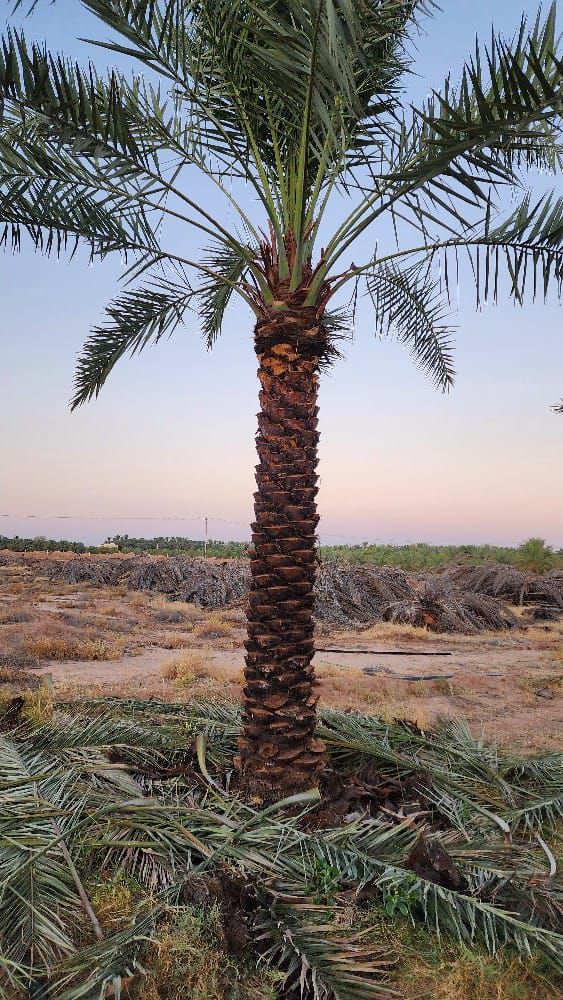 الرياض