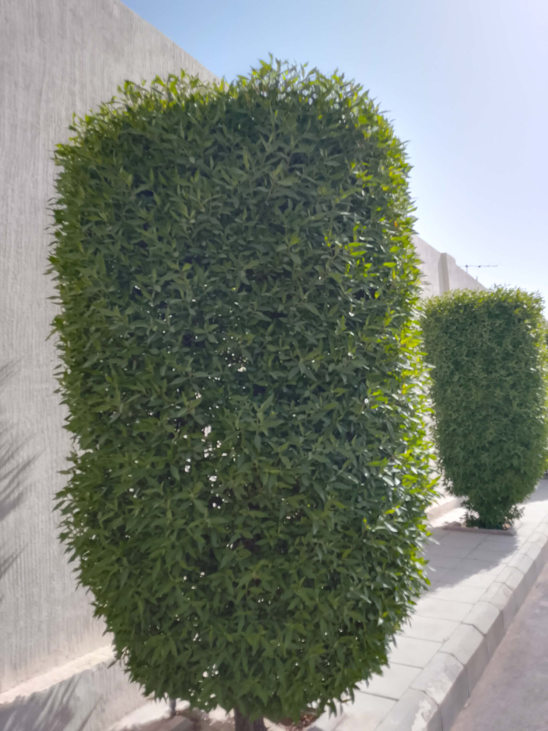 قص شجر ونظافه وترتيب وتقريب نخل